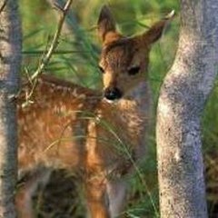 Pasta Eating Challenge