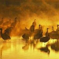 Gold Price Prediction