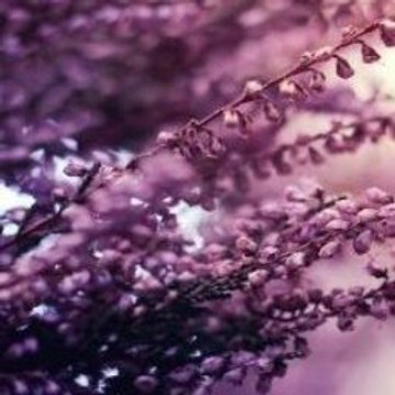 Howl s Moving Castle