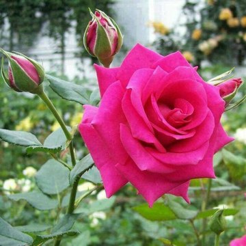 Salauddin Jony