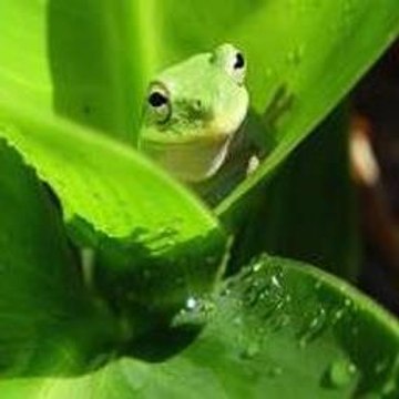 The Dark Knight Rises