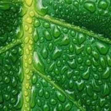 The Godfather  Part II