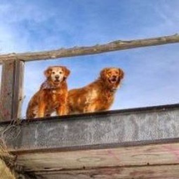 The Shawshank Redemption