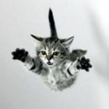 The Curse of the Black Pearl