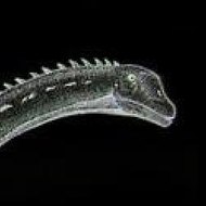 SpinophorosaurusInWonderland