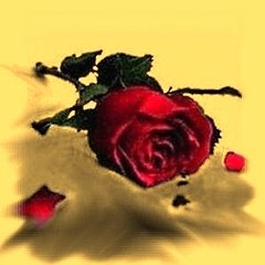 MOMENTS IN LOVE