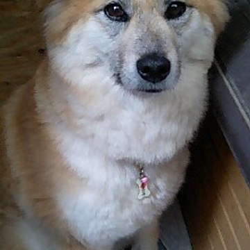 むっち