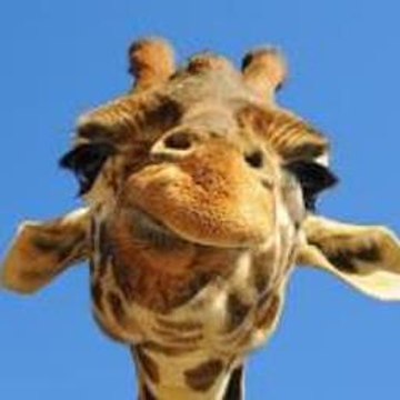 Peppa Pig Kylie Kangaroo