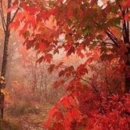 Peppa Pig V Češtině