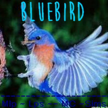 Bluebird