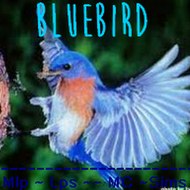 Bluebird