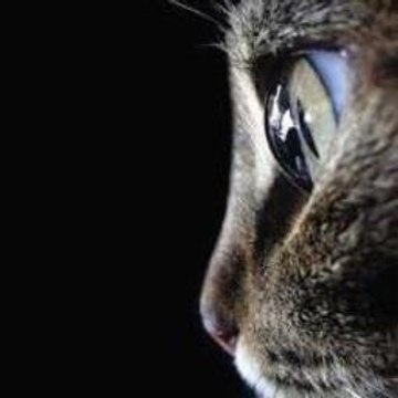 Peppa Pig Theme Song