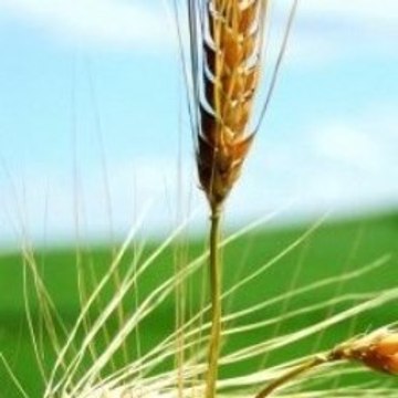 Peppa Pig Y La Navidad