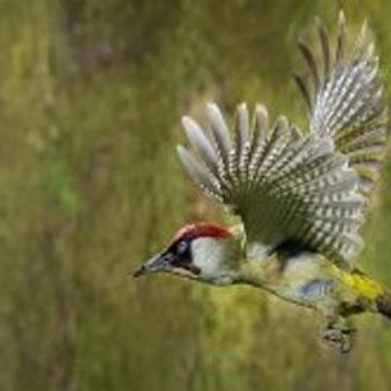 Peppa Pig English Episodes