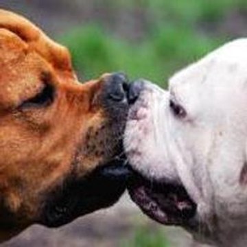 Peppa Pig Hide And Seek