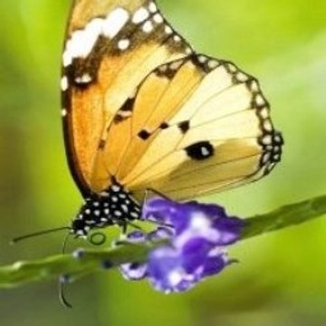 Peppa Pig Noisy Night