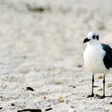 Peppa Pig Official Channel