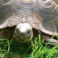 Tortoise Magic