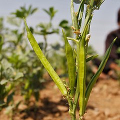 Guar Gum Prices