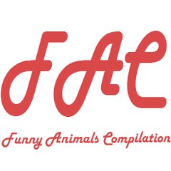 Funny animals compilation