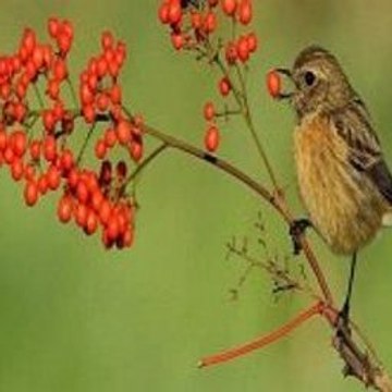 HangEmanuel Videogames