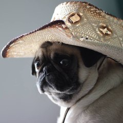 Atomthepug