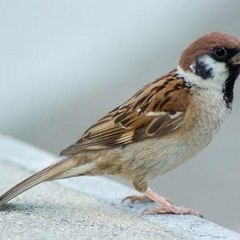 Sparrow