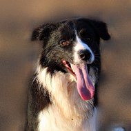 jolulodi Kennel Border Collie