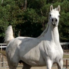 SH Iberic Arabians France