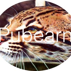 Pubearn