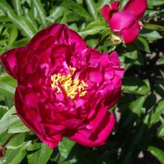 Suche Gärtner Köln