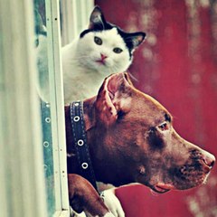 Funny animals