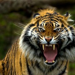 Animal Beauty