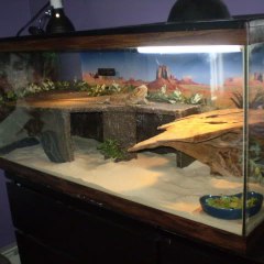Bearded dragon habitat