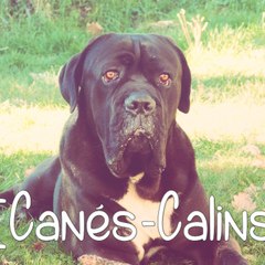 [Canés-Calins~