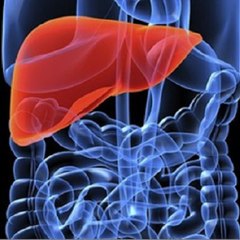 Alcohol and Liver Damage