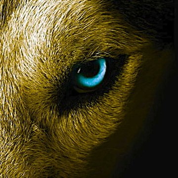 Cry Wolfy