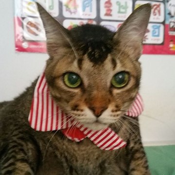 neko^^ Meow Meow