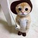 Funny Animals