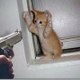 Funny Videos