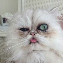 Михаил Шабанов