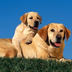 Funny Animals