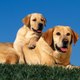 Funny Animals