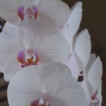 exotismes