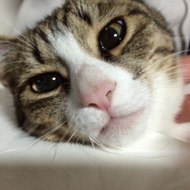 猫とウサギの動画