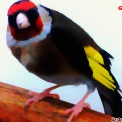 Chardonneret Golden