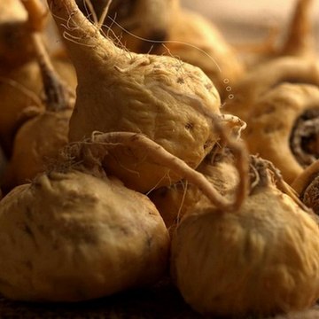 Maca (lepidium meyenii)