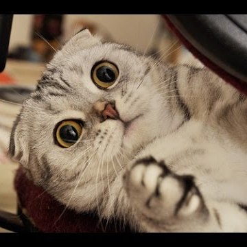 Best Compilation Videos