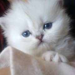 Funny Cat Videos