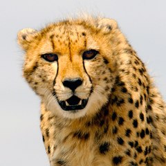 Planet Animals
